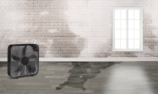 Best Flood damage cleanup  in Swoyersville, PA